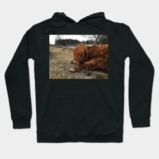 Scottish Highland Cattle Cow 2362 Hoodie